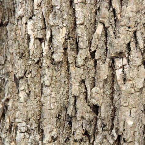 Choose from a curated selection of textured wallpapers for your mobile and desktop screens. Tree Bark Texture iPad Wallpaper