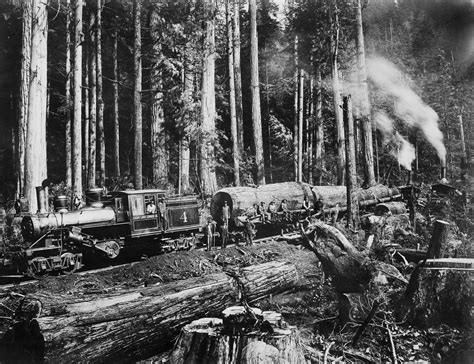 Early logging photos show the taming — and tarnishing — of Washington