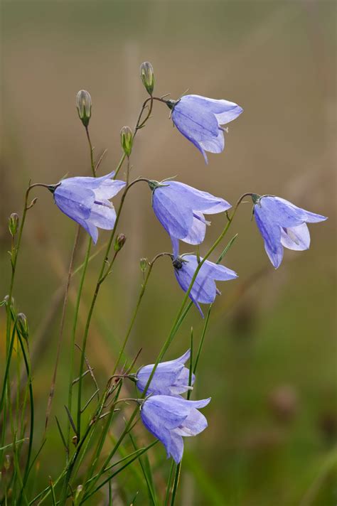 A Simple Guide To The Wildflowers Of Britain Country Life
