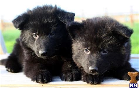 Stormcloud long coated german shepherds is located in the foothills of kearsarge mountain in the sunapee region of new hampshire. Long Haired German Shepherd Puppies FOR SALE ADOPTION from ...