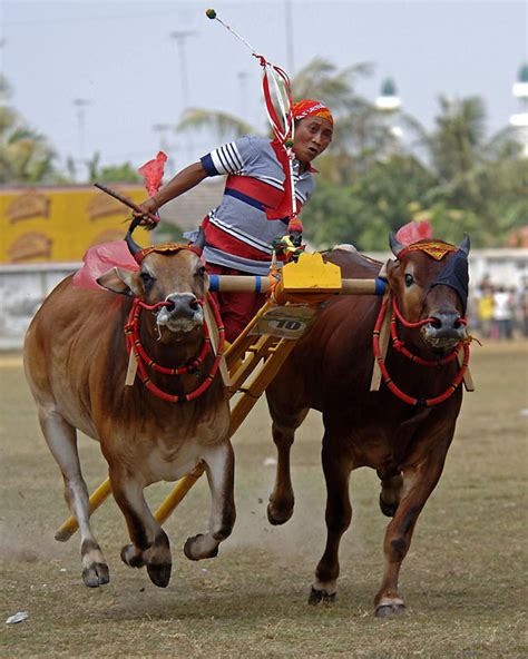 Karapan Sapi Cow Race Indonesian Cultures