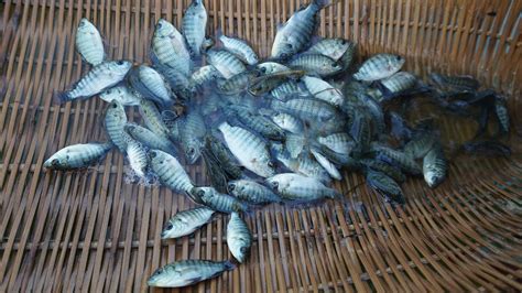 Amazing Lucky Day Catching A Lot Fish Trut Fish Ranchu Oranda Axoilot
