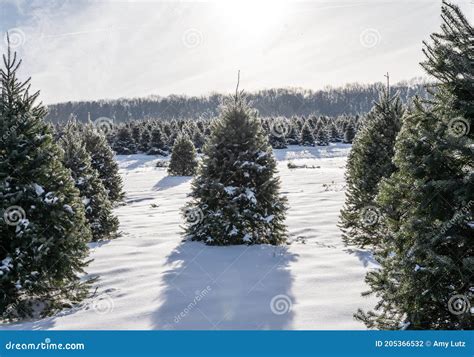 Snow Covered Christmas Trees At Local Tree Farm Stock Photo Image Of