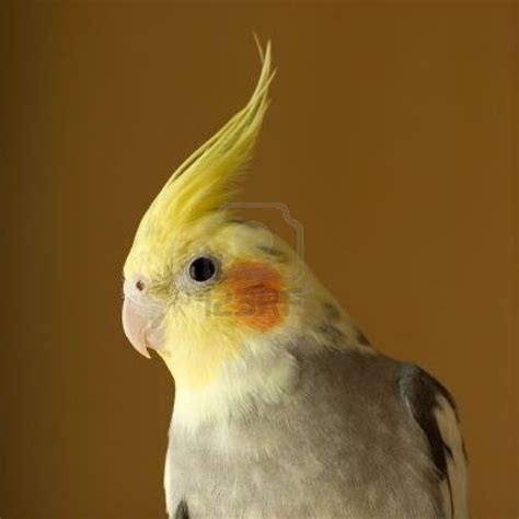 Bird Pet Lover I Will Share Information And Pictures About Bird Pets