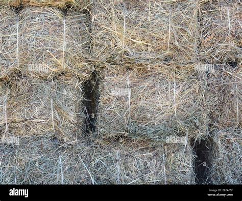 Dry Grass Background Freshly Cut And Baled Hay Stacked To Dry Stock