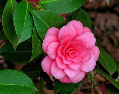 Îngrijirea Plantei Camellia Japonica