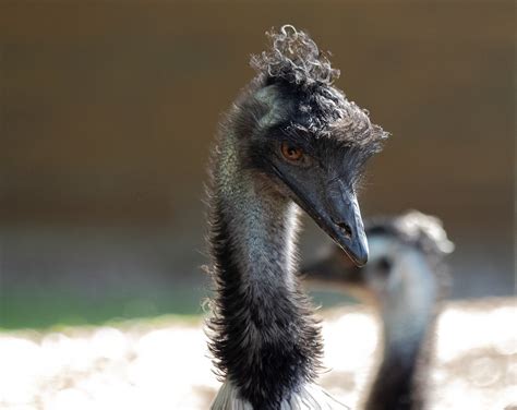 Emu Bird Animal Free Photo On Pixabay