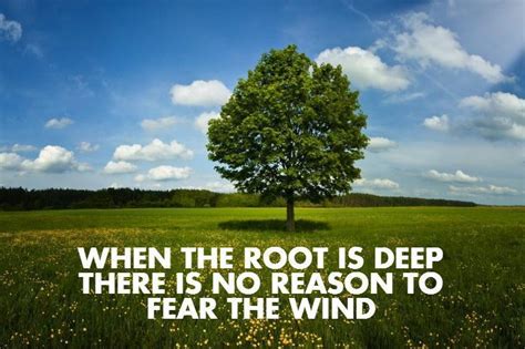 When The Root Is Deep There Is No Reason To Fear The Wind Picture Quotes