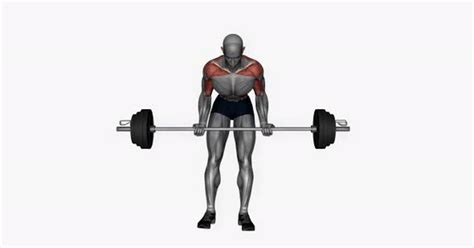 Barbell Bent Over Row Supinated Grip Fitness Exercise Workout Animation