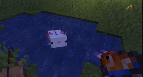 What Is The Rarest Axolotl In Minecraft Alfintech Computer