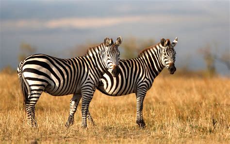 Tanzania Safaris Safari Tours Barking Zebra Tours