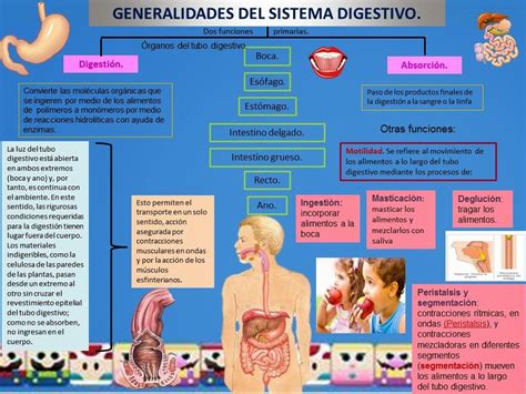 GENERALIDADES DEL SISTEMA DIGESTIVO Blog de Fisiología Médica