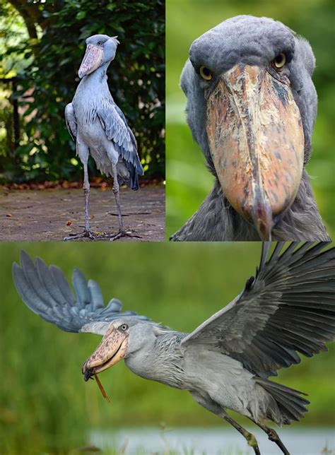 6 Birds With Weird Beaks 6 Birds With Weird Beaks Quizzclub