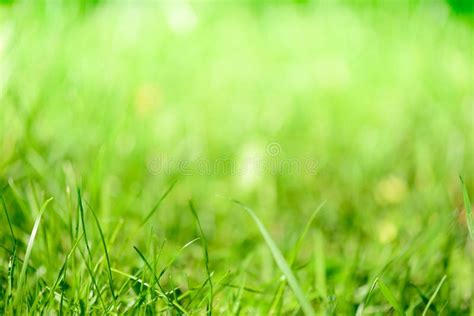 Green Grass Blur Background Stock Image Image Of Energy Healthy