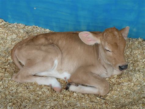 Baby Cow Ohio State Fair Ovma Veterinary Education Center Flickr