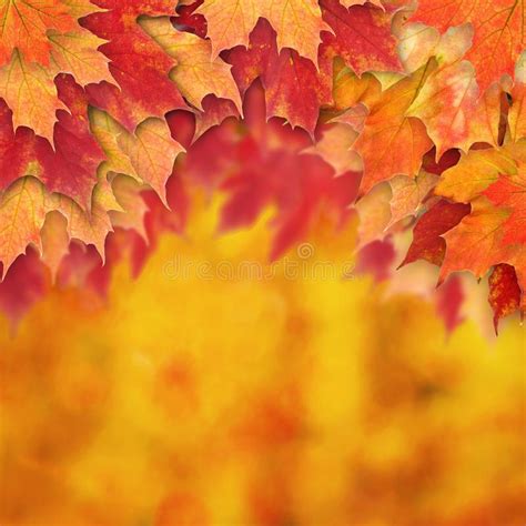 Autumn Background Met Rood Linden Leaves En Abstracte Bokeh Schitteren