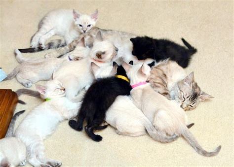 Two Rescue Cat Moms Raise Eight Kittens And Five Orphans Together Happy
