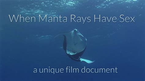 How Manta Rays Have Sex A Rare Film Document Of Copulating Manta Rays