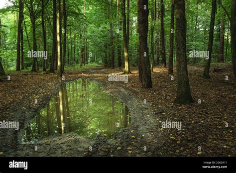 A Large Puddle In The Green Forest Summer Day View Stock Photo Alamy