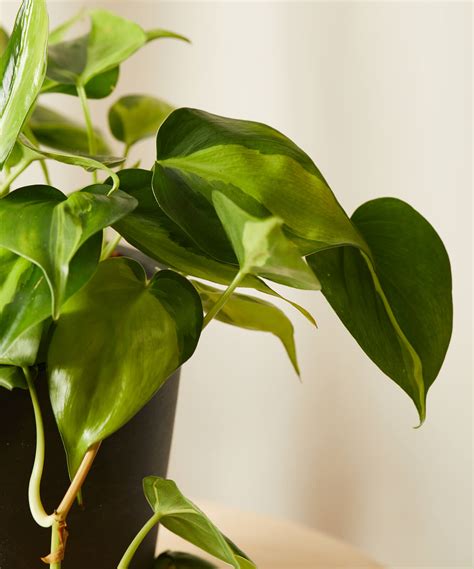 Check out our philodendron brazil selection for the very best in unique or custom, handmade pieces from our craft supplies & tools shops. Buy Potted Philodendron Brasil Indoor Plant - Bloomscape