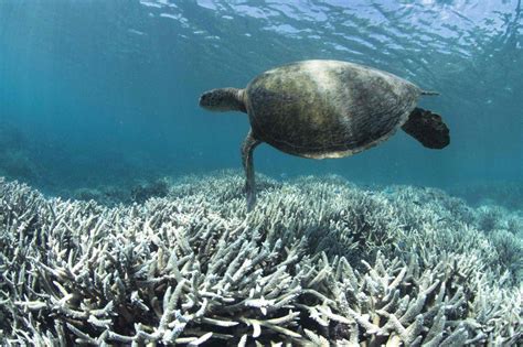 A Massive And Unprecedented Coral Bleaching Event May Finally Be Coming To An End The