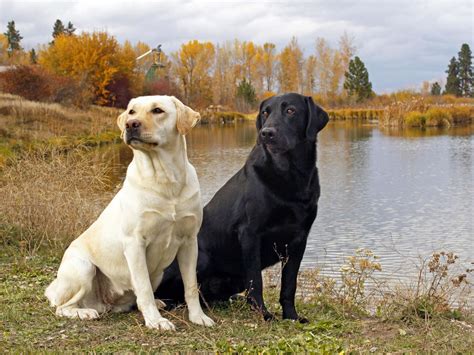 Maybe you would like to learn more about one of these? Yellow and black Labrador Retrievers - My Doggy Rocks