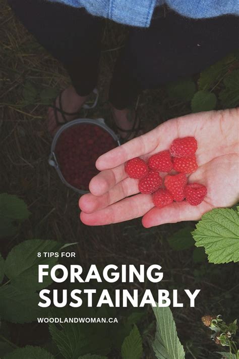 Foraging Sustainably Foraging Foraged Food Culinary