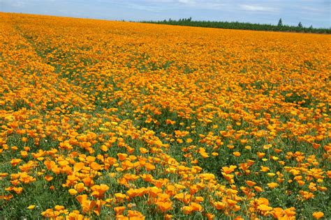 Silver Falls Seed Company Poppy California Orange