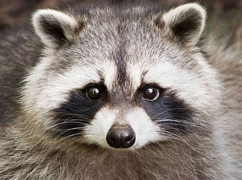 Photosclose Up Of A Cute Raccoon Face