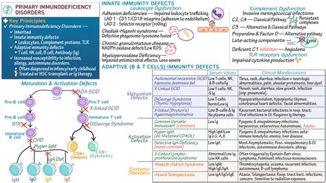 Immunology Microbiology Primary Immunodeficiency Disorders Overview