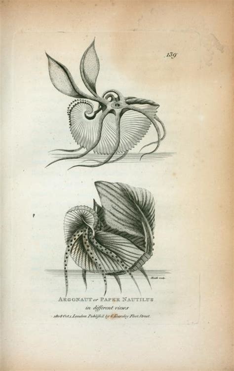 Argonaut Or Paper Nautilus In Different Views Nypl Digital Collections