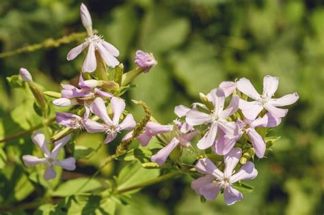 Soapwort Got Its Name Because It Was Once Used To Make Soap