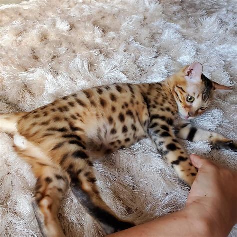 We strive to produce healthy bengal cats with sweet temperaments, clear coats, & big rosettes. Bengal Cats For Sale | North Miami, FL #304192 | Petzlover