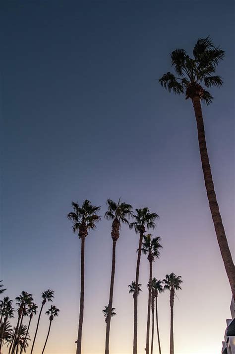 Palm Trees At Sunset On Boulevard In Los Angeles Photograph By Alex