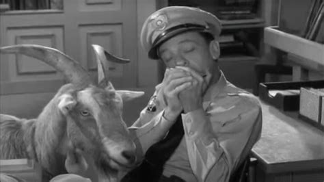a goat gets loaded in a hilariously memorable episode of the andy griffith show