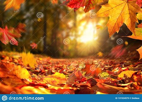 Falling Autumn Leaves Before Sunset Stock Image Image Of Forest