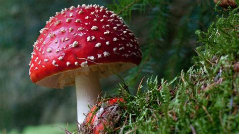 No.22 Find some funky fungi | National Trust