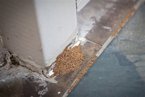 What Are The Signs Of A Termite Infestation Russels Pest Control
