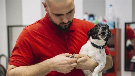 Dog Nail Care Steps For Trimming And Treating Your Dogs Nails Dogtime