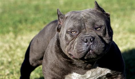 20 Strongest Dog Breeds In The World