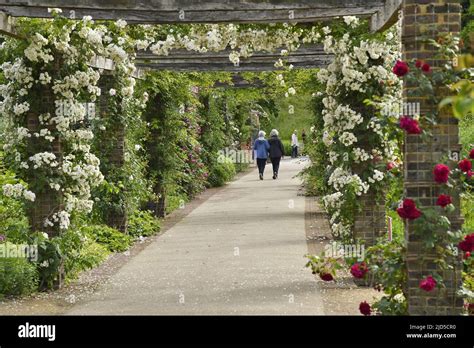 Pergolas With Roses In Spring Royal Botanic Gardens Kew London Uk