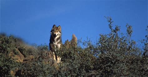 More Than Half Of All Mexican Gray Wolf Deaths Caused By Illegal Killing
