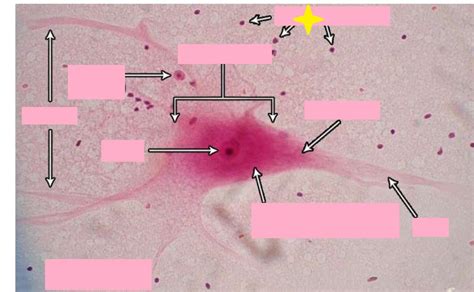 Neuron Histology Flashcards Memorang