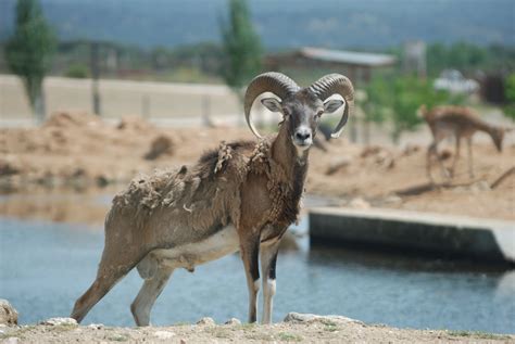 European Mouflon At Safari Madrid 19th May 2022 Zoochat