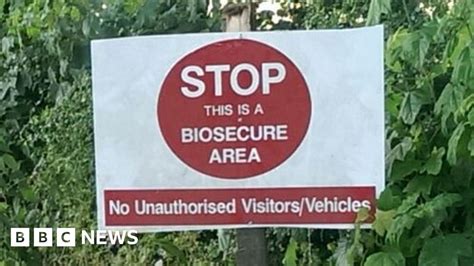 Suspected Case Of Bird Flu Found At A Lancashire Farm Bbc News