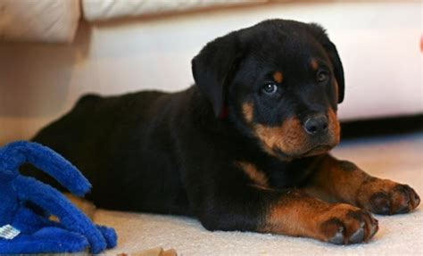 In india, people choose a rottweiler as a guard dog. Famous fictional rottweilers include the puppet triumph ...