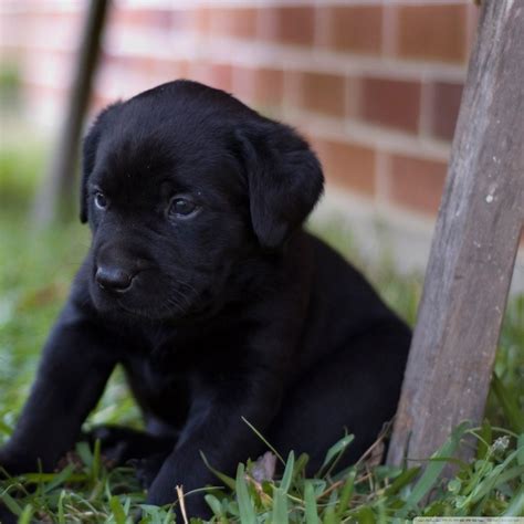 Black Lab Puppies Wallpapers Wallpaper Cave
