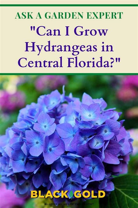 About 2 weeks later, signs of life appeared and 3 weeks later, i now have a. Can I Grow Hydrangeas in Central Florida? in 2020 ...