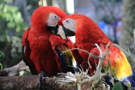 Love Is In The Air 10 Birds That Mate For Life Bird Bites