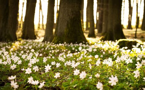 Spring Flowers In The Forest Wallpapers Wallpaper Cave